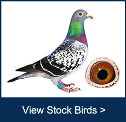 Stock birds