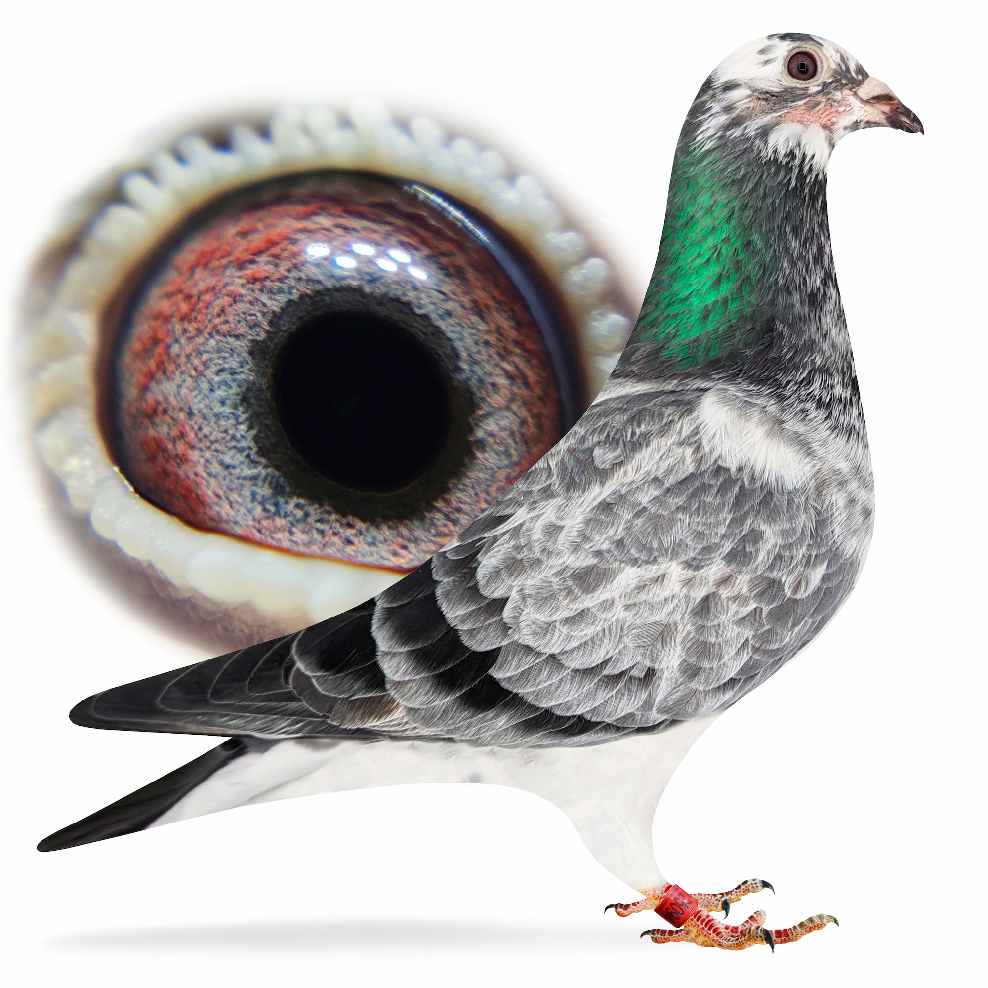Diverse bord Antipoison Welcome to Walkers Racing Pigeons | Walkers Racing Pigeons